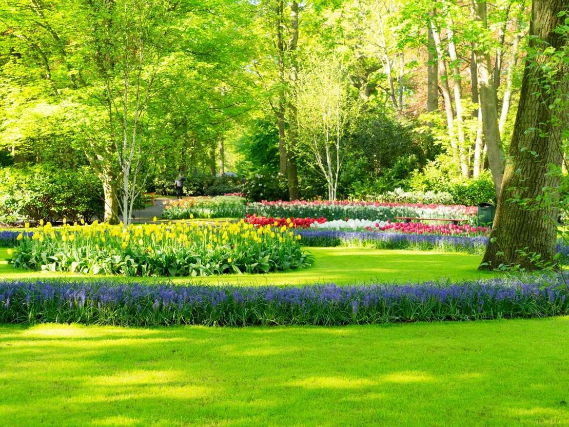 Jardín grande con muchas flores de colores en líneas curvas haciendo un bonito diseño